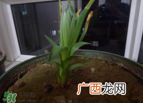 春天能种百合吗？春天可以种百合吗？