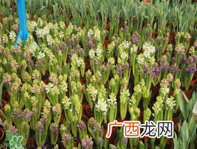 春天能种百合吗？春天可以种百合吗？