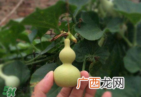 春天什么时候种葫芦？葫芦几月种最好？