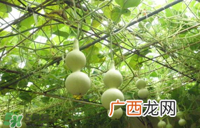春天什么时候种葫芦？葫芦几月种最好？