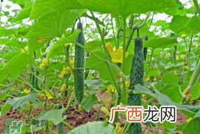 春天什么时候种黄瓜?黄瓜几月份种?