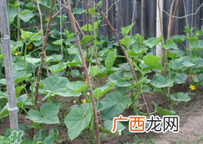 春天什么时候种黄瓜?黄瓜几月份种?