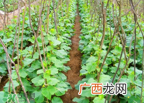春天什么时候种黄瓜?黄瓜几月份种?