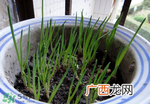 春天种葱可以吗?春天什么时候种葱?