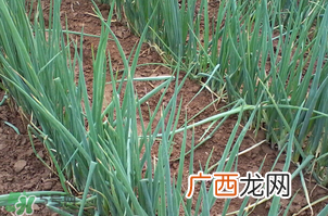 春天种葱可以吗?春天什么时候种葱?