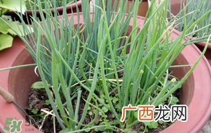 春天种葱可以吗?春天什么时候种葱?