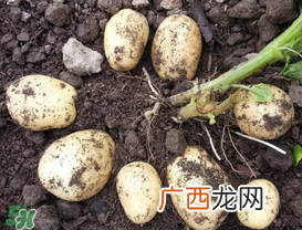春天什么时候种土豆？春天土豆怎么么种？