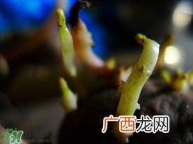 春天什么时候种土豆？春天土豆怎么么种？