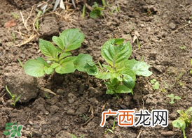 春天什么时候种土豆？春天土豆怎么么种？