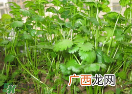 春天能种香菜吗？香菜几月份播种？