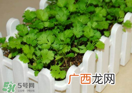 春天能种香菜吗？香菜几月份播种？