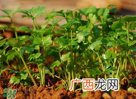 春天能种香菜吗？香菜几月份播种？