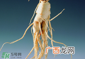 春天可以吃人参吗？春季能进补人参吗？