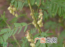 春天能吃黄芪吗？春天吃黄芪好吗？