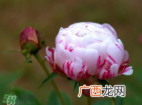春天能种芍药吗？芍药几月种植？