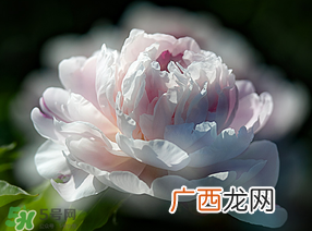 春天能种芍药吗？芍药几月种植？