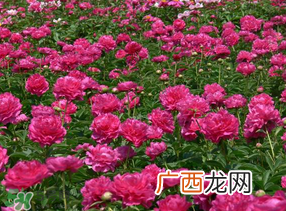 春天能种芍药吗？芍药几月种植？