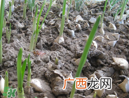 春天大蒜什么时候浇水?大蒜多久浇一次水?