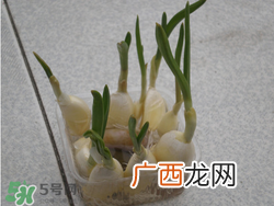 春天大蒜什么时候浇水?大蒜多久浇一次水?