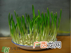 春天大蒜什么时候浇水?大蒜多久浇一次水?