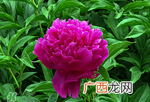春天牡丹怎么养？春天牡丹怎么种植？