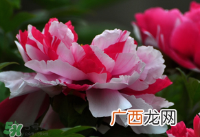 春天牡丹怎么养？春天牡丹怎么种植？