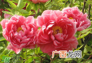 春天牡丹怎么养？春天牡丹怎么种植？