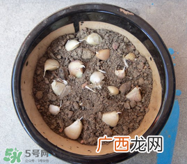 春天可以种大蒜吗？春天什么时候种大蒜？
