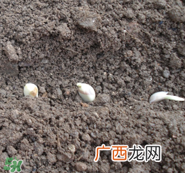 春天可以种大蒜吗？春天什么时候种大蒜？