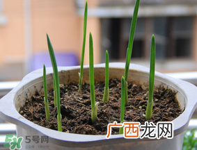 春天可以种大蒜吗？春天什么时候种大蒜？
