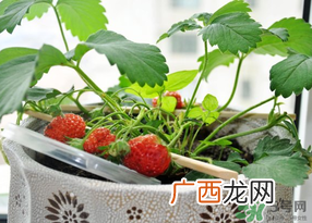 春天种草莓会结果吗？春天种草莓什么时候结果？