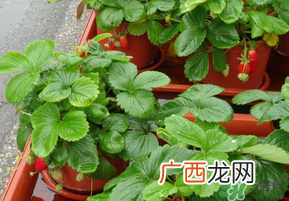 春天种草莓会结果吗？春天种草莓什么时候结果？