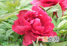 春天栽牡丹能活吗？春天能种牡丹吗？