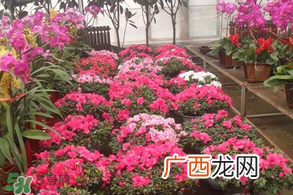 春天栽牡丹能活吗？春天能种牡丹吗？