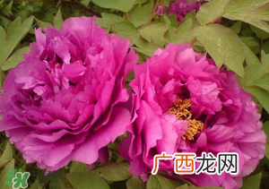春天栽牡丹能活吗？春天能种牡丹吗？
