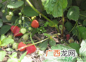 春天能种草莓吗？春天可以种草莓吗？