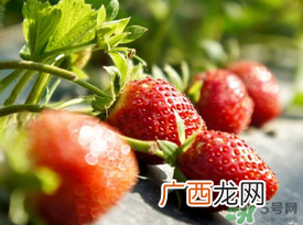 春天能种草莓吗？春天可以种草莓吗？