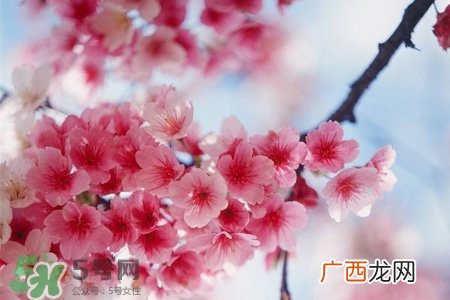 桃花的营养价值 桃花的功效与作用