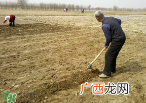 三月份可以种花生吗？花生几月份播种比较好？