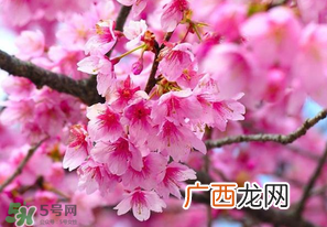 四月份还有樱花吗?四月份哪里有樱花?