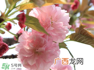 四月份还有樱花吗?四月份哪里有樱花?