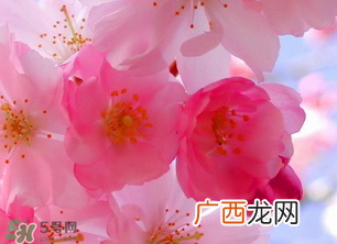 四月份还有樱花吗?四月份哪里有樱花?