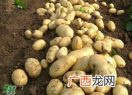 三月份可以种土豆吗？土豆几月份种植？