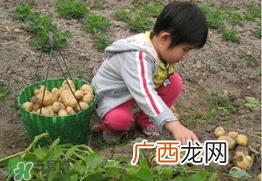 三月份可以种土豆吗？土豆几月份种植？