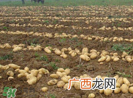 三月份可以种土豆吗？土豆几月份种植？
