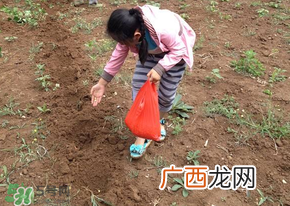 三月份可以种玉米吗？玉米几月份可以种？