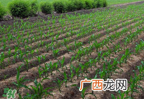 三月份可以种玉米吗？玉米几月份可以种？