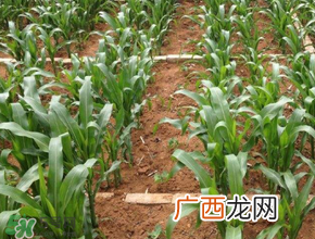 三月份可以种玉米吗？玉米几月份可以种？