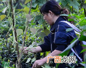三月份可以种豆角吗？豆角几月份种？