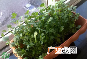 三月份可以种香菜吗？香菜几月份播种？